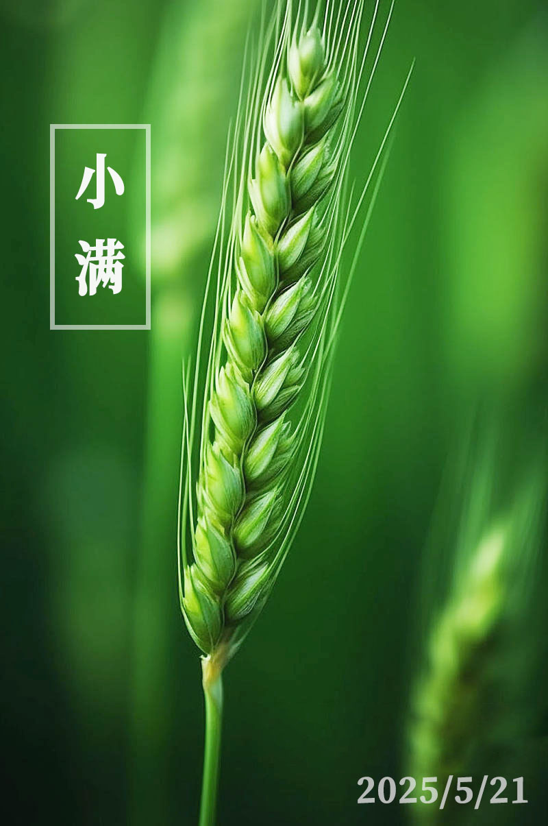 小满6fc.jpg